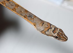 画像1: タンガニイカアレチヘビ