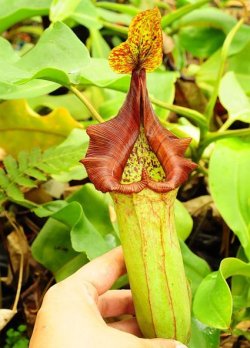 画像1: Nepenthes maxima x truncata　子株