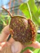 Nepenthes ampullaria tricolor spotted　子株