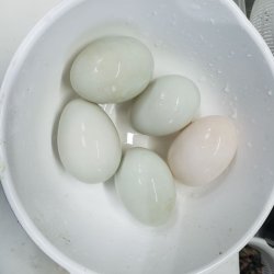 画像1: カユーガ　卵　通販可