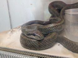 画像1: アオダイショウ アダルト