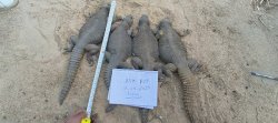 画像1: エジプトトゲオアガマ（Uromastyx aegyptia）