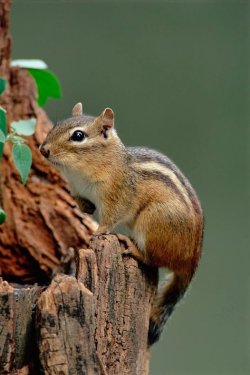 画像1: トウブアメリカシマリス　CB