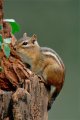 トウブアメリカシマリス　CB