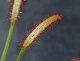 Drosera capensis ＡＬＬ　ＲＥＤ