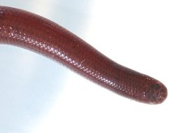 画像1: ブラーミニメクラヘビ