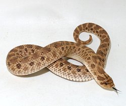 画像1: メキシコシシバナヘビ