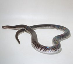 画像1: サンビームヘビ