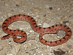 画像1: カンムリキリサキヘビ