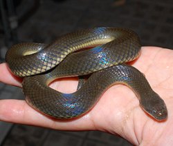 画像1: ハイイロミズヘビ