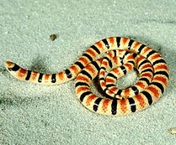 画像1: セイブスキハナヘビ