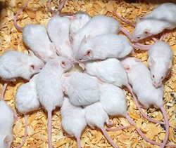 画像1: 活マウス　10匹