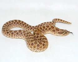 画像1: セイブシシバナヘビ