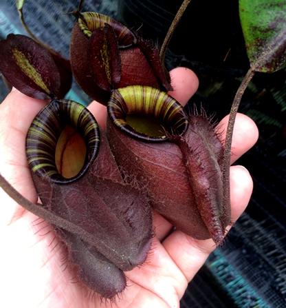 Nepenthes Viking x ampullaria black miracl 子株 - 有限会社