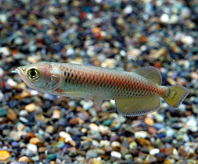 ノーザンバラムンディ幼魚 有限会社プラスト